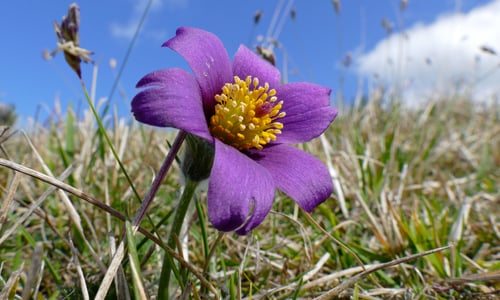 Wildemanskruid (Pulsatilla vulgaris)