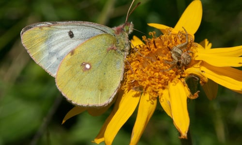 Valkruid (Arnica montana)