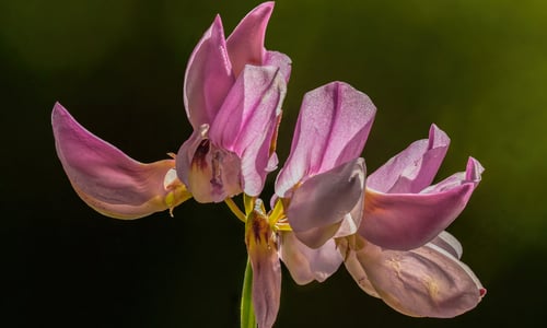 Bont kroonkruid (Securigera varia)