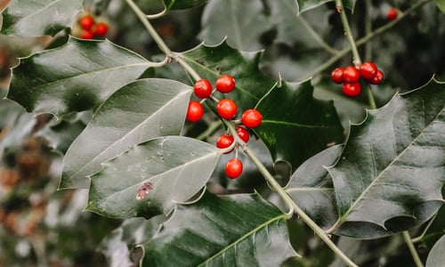 Sinterklaas en kerst cadeautjes voor tuinliefhebbers