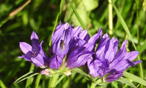 Kluwenklokje (Campanula glomerata)