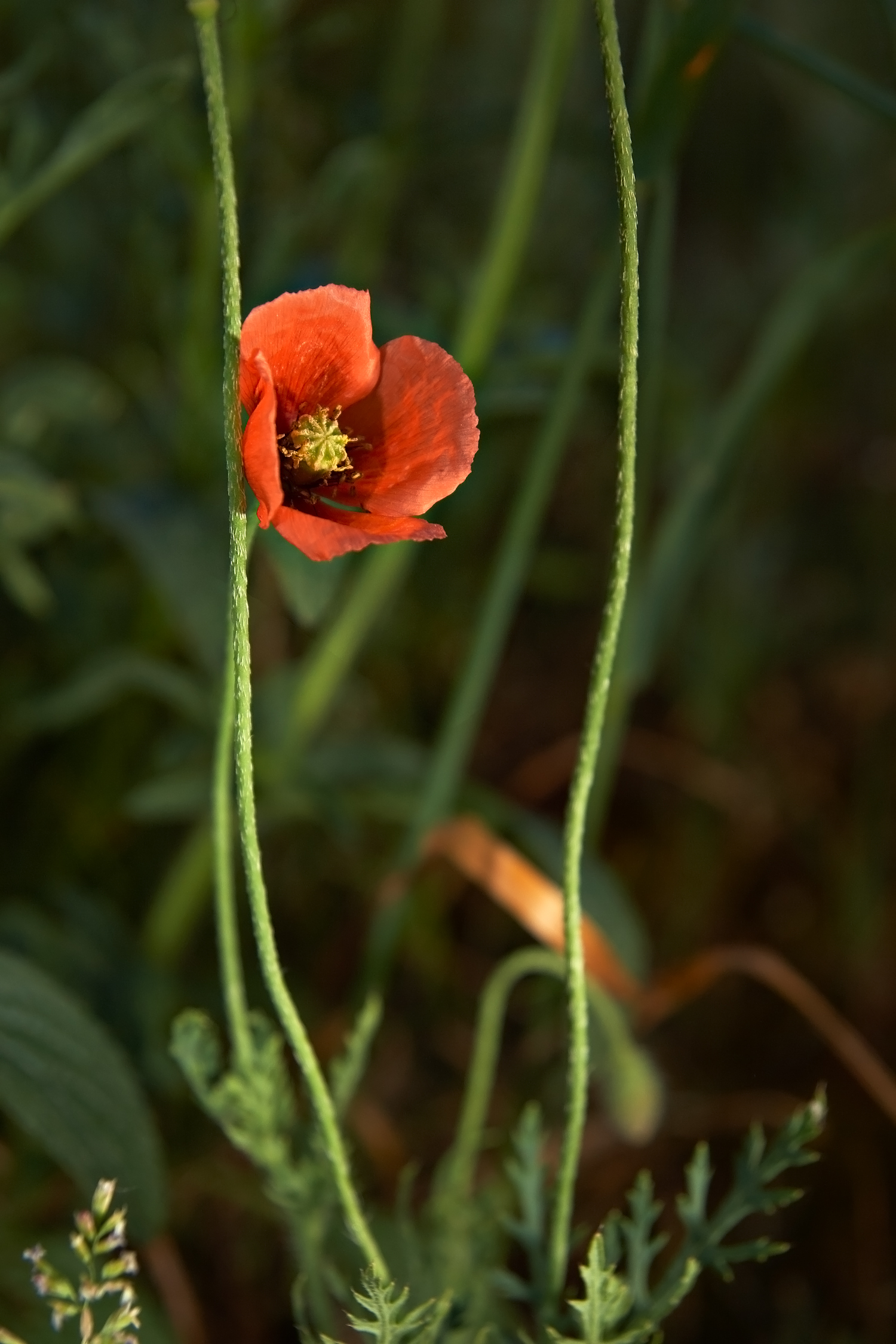 Bleke klaproos (Papaver dubium)