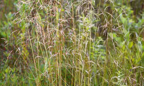 Ruwe smele (Deschampsia cespitosa)