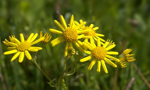 Waterkruiskruid (Jacobaea aquatica)