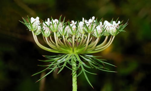 Peen (Daucus carota)
