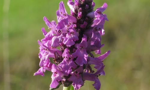 Betonie (Betonica officinalis)