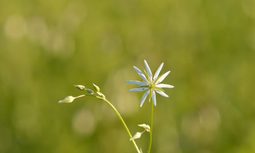 Grasmuur (Stellaria graminea)