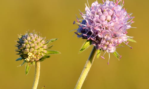 Blauwe knoop (Succisa pratensis)