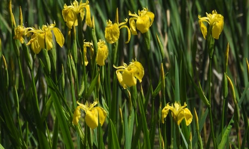 Iris (Iris pseudacorus)