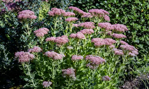 Hemelsleutel (Hylotelephium telephium)