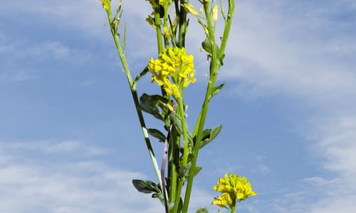 Gewoon barbarakruid (Barbarea vulgaris)