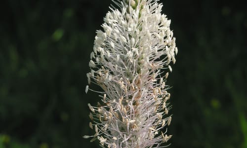 Ruige weegbree (Plantago media)