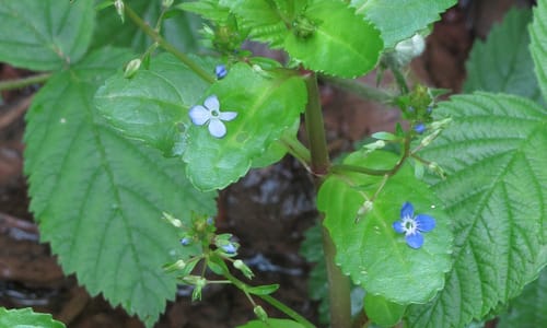 Beekpunge (Veronica beccabunga)