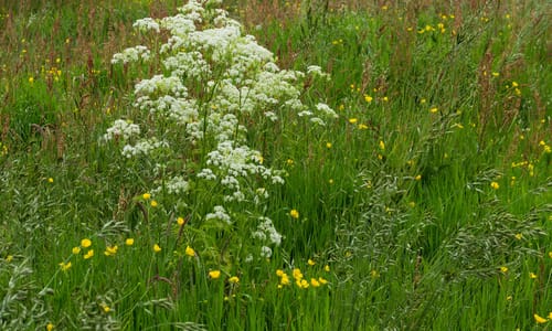 Fluitenkruid (Anthriscus sylvestris)
