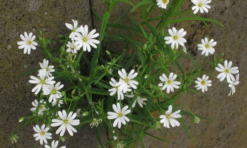 Grote muur (Stellaria holostea)