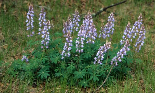 Wilde lupine (Lupinus perennis)