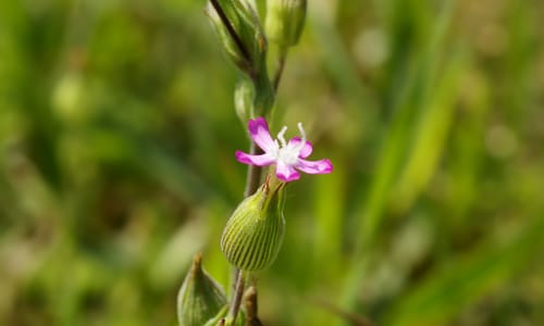 Kegelsilene (Silene conica)