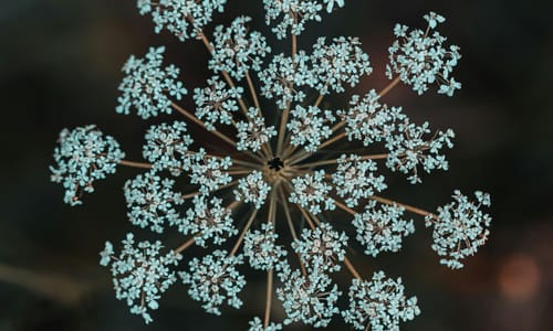 Wilde Peen BIO (Daucus carota)