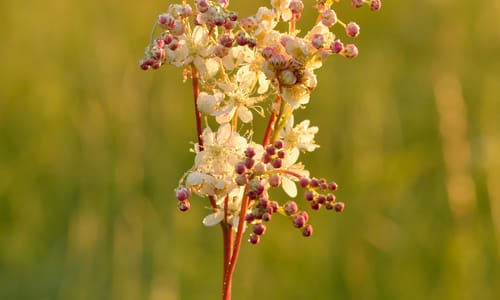 Knolspirea (Filipendula vulgaris)