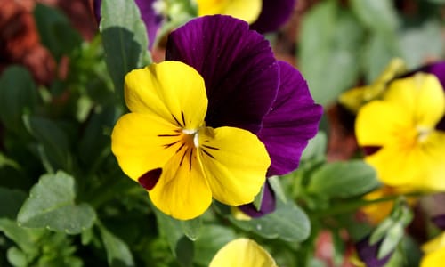 Driekleurig viooltje (Viola tricolor ssp. tricolor)