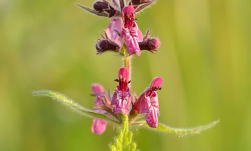 Bosandoorn (Stachys sylvatica)