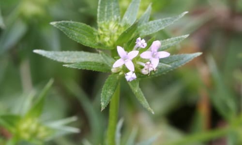 Blauw walstro (Sherardia arvensis)