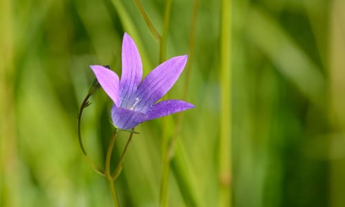 Weideklokje (Campanula patula)