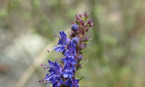 Hyssop (Hyssopus officinalis)