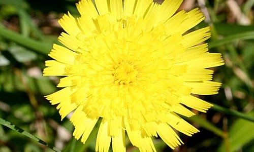 Muizenoor (Pilosella officinarum)