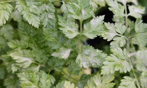 Kervel (Anthriscus cerefolium)