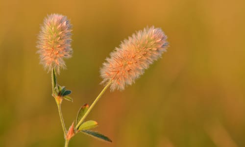 Hazenpootje (Trifolium arvense)
