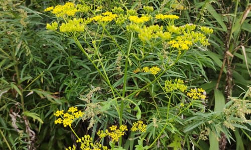 Gewone pastinaak (Pastinaca sativa ssp. sativa)