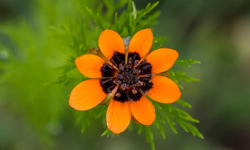 Zomeradonis (Adonis aestivalis)