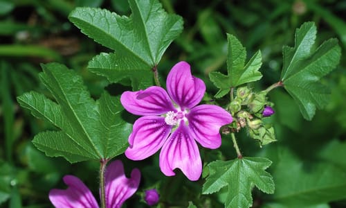 Groot kaasjeskruid (Malva sylvestris)