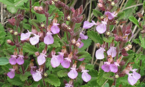 Echte gamander (Teucrium chamaedrys)
