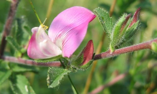 Kattendoorn (Ononis spinosa ssp. spinosa)