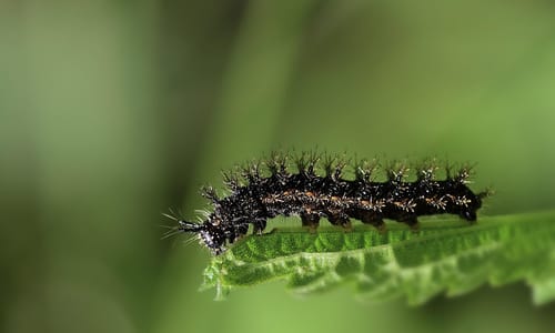 Een tuin voor rupsen: leg nu de basis voor meer vlinders