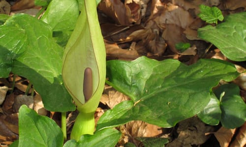 Gevlekte aronskelk (Arum maculatum)