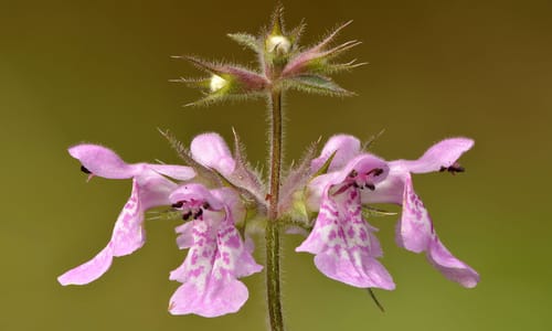 Moerasandoorn (Stachys palustris)