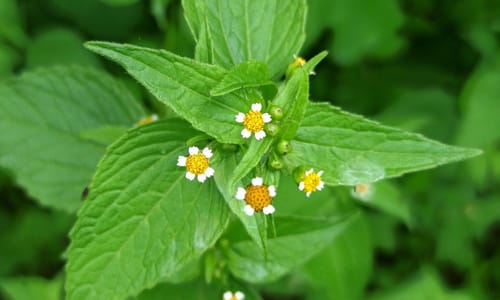 Kaal knopkruid (Galinsoga parviflora)