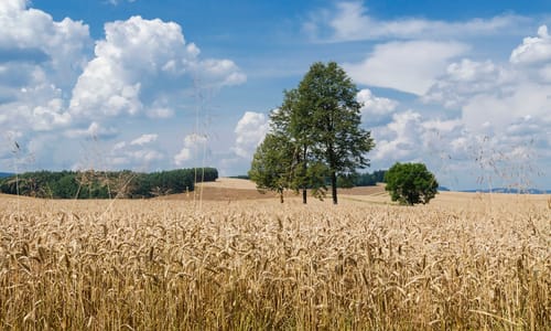 Grote windhalm (Apera spica-venti)