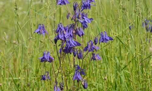 Wilde akelei (Aquilegia vulgaris)