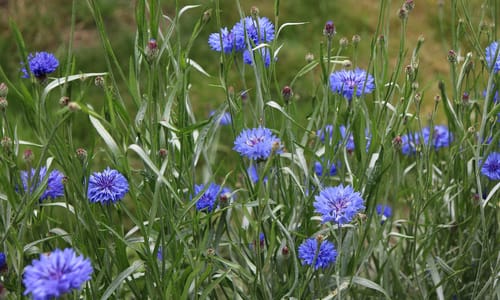 Korenbloem BIO (Centaurea cyanus)