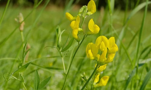 Veldlathyrus BIO (Lathyrus pratensis)