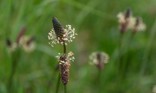 Smalle weegbree BIO (Plantago lanceolata)