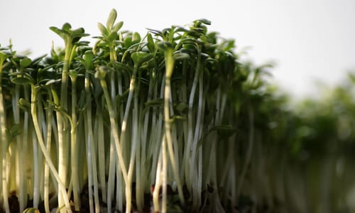 Winter in de tuin? Zaai kiemgroenten op de vensterbank