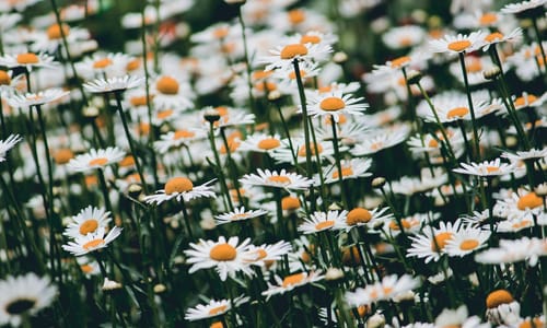 Gewone margriet BIO (Leucanthemum vulgare)