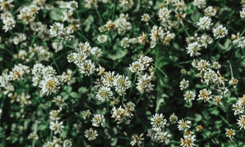 Witte klaver BIO (Trifolium repens)