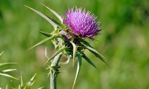 Mariadistel (Silybum marianum)