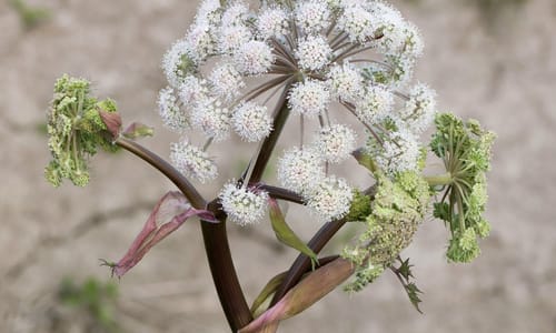 Gewone engelwortel (Angelica sylvestris)